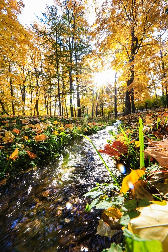 mùa thu ở Saint Petersburg ảnh 25 mua thu o Saint Petersburg anh 25