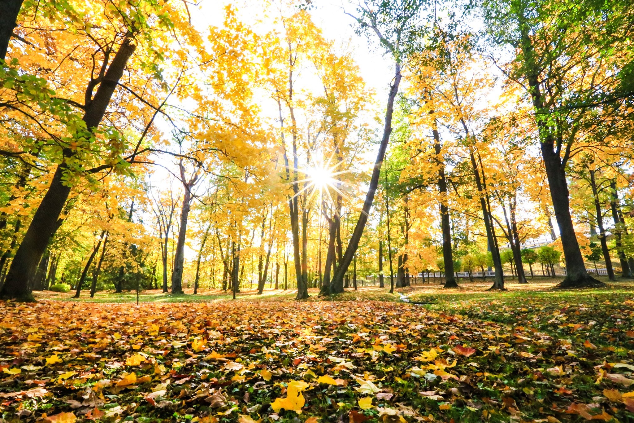 mùa thu ở Saint Petersburg ảnh 28 mua thu o Saint Petersburg anh 28