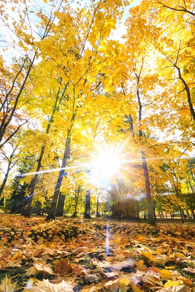 mùa thu ở Saint Petersburg ảnh 29 mua thu o Saint Petersburg anh 29