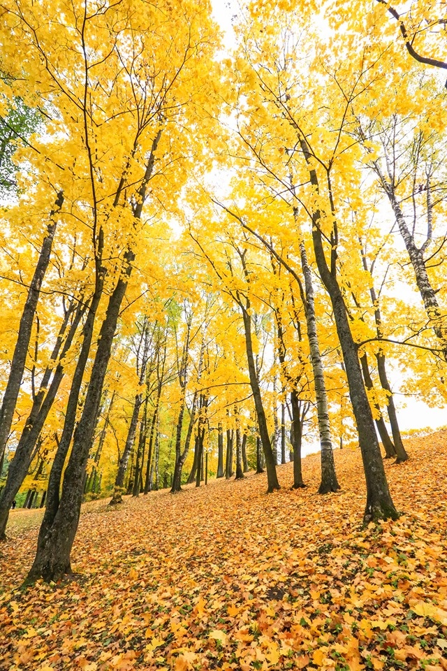 mùa thu ở Saint Petersburg ảnh 30 mua thu o Saint Petersburg anh 30