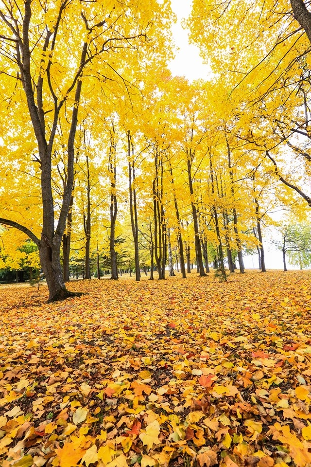 mùa thu ở Saint Petersburg ảnh 31 mua thu o Saint Petersburg anh 31