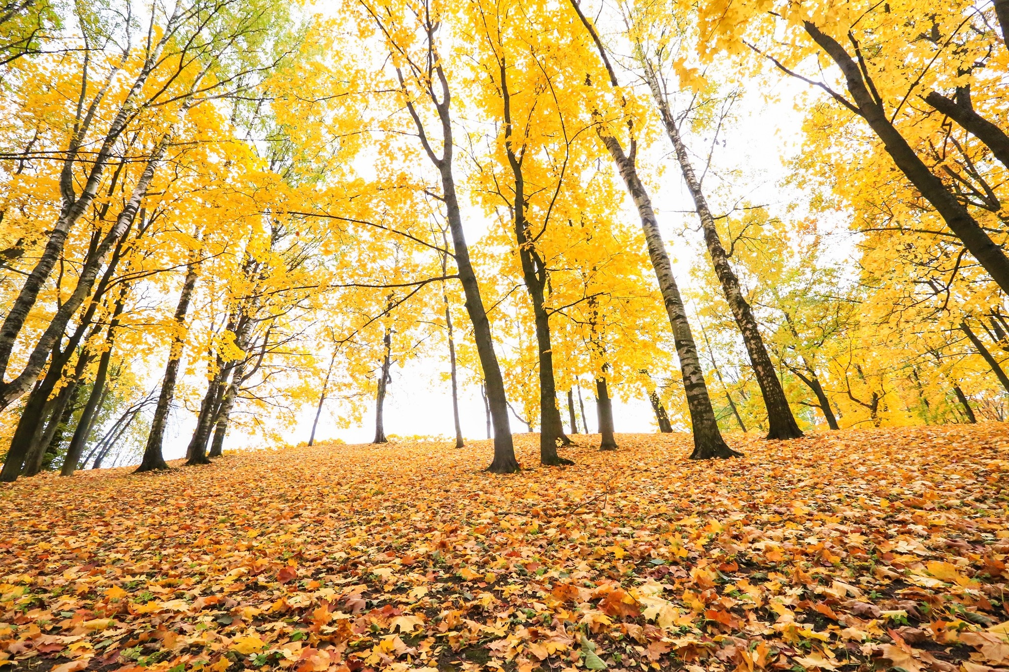 mùa thu ở Saint Petersburg ảnh 32 mua thu o Saint Petersburg anh 32