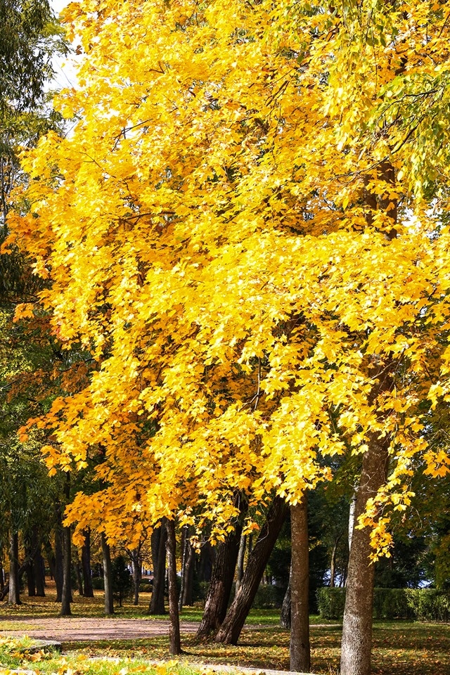 mùa thu ở Saint Petersburg ảnh 16 mua thu o Saint Petersburg anh 16