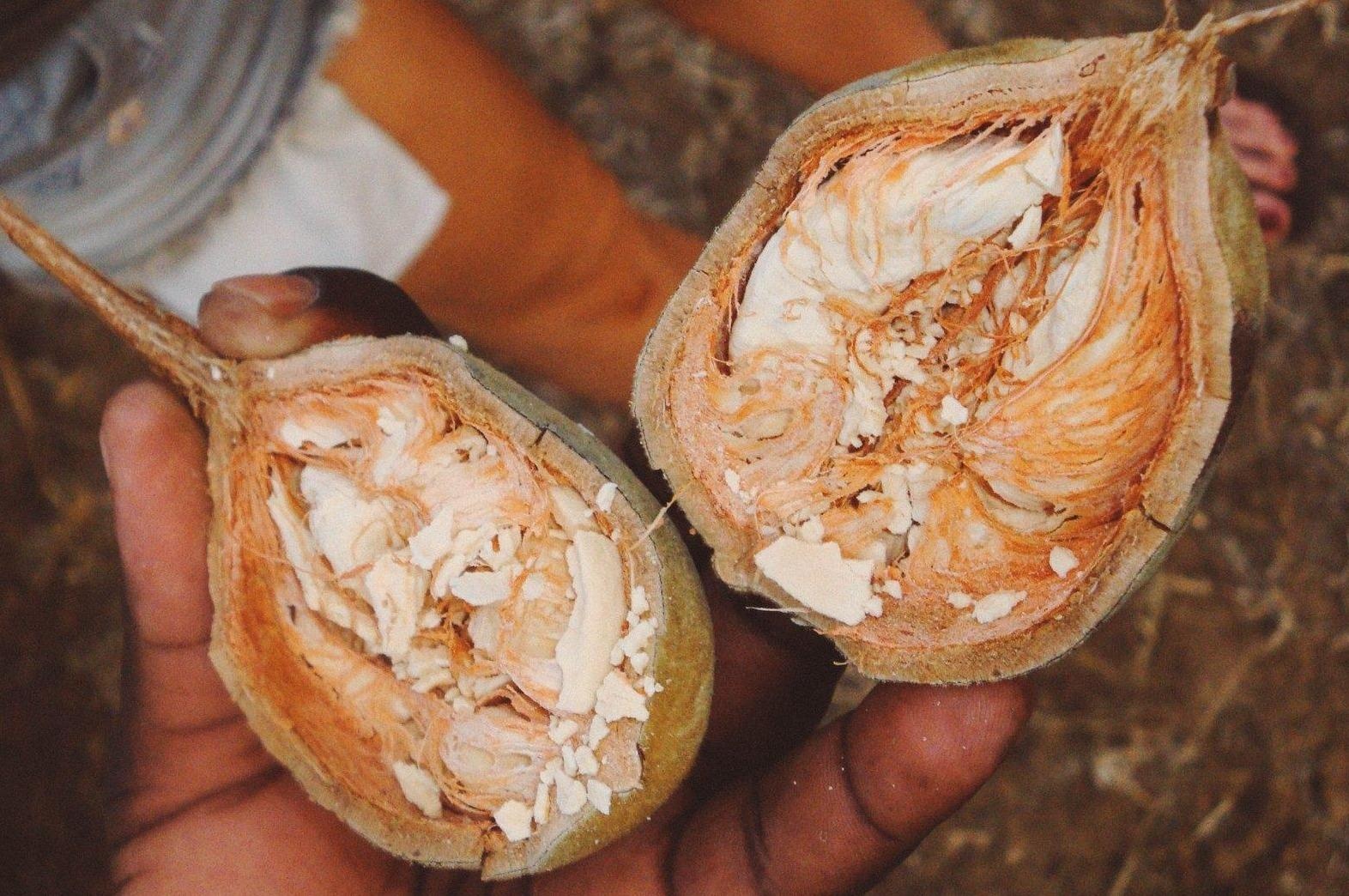 Qua cua cay moc nguoc noi tieng o thi truong phuong Tay hinh anh