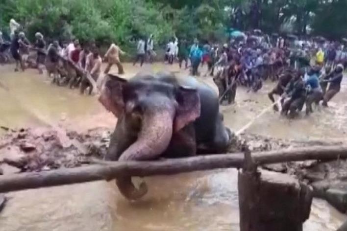 Voi suyt chet duoi duoc dan lang giai cuu o An Do hinh anh