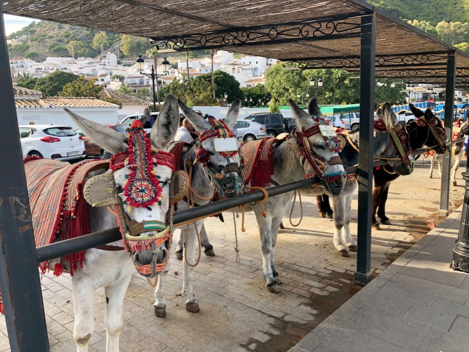 Cấm khách trên 80 kg cưỡi lừa ảnh 1 Cam khach tren 80 kg cuoi lua anh 1