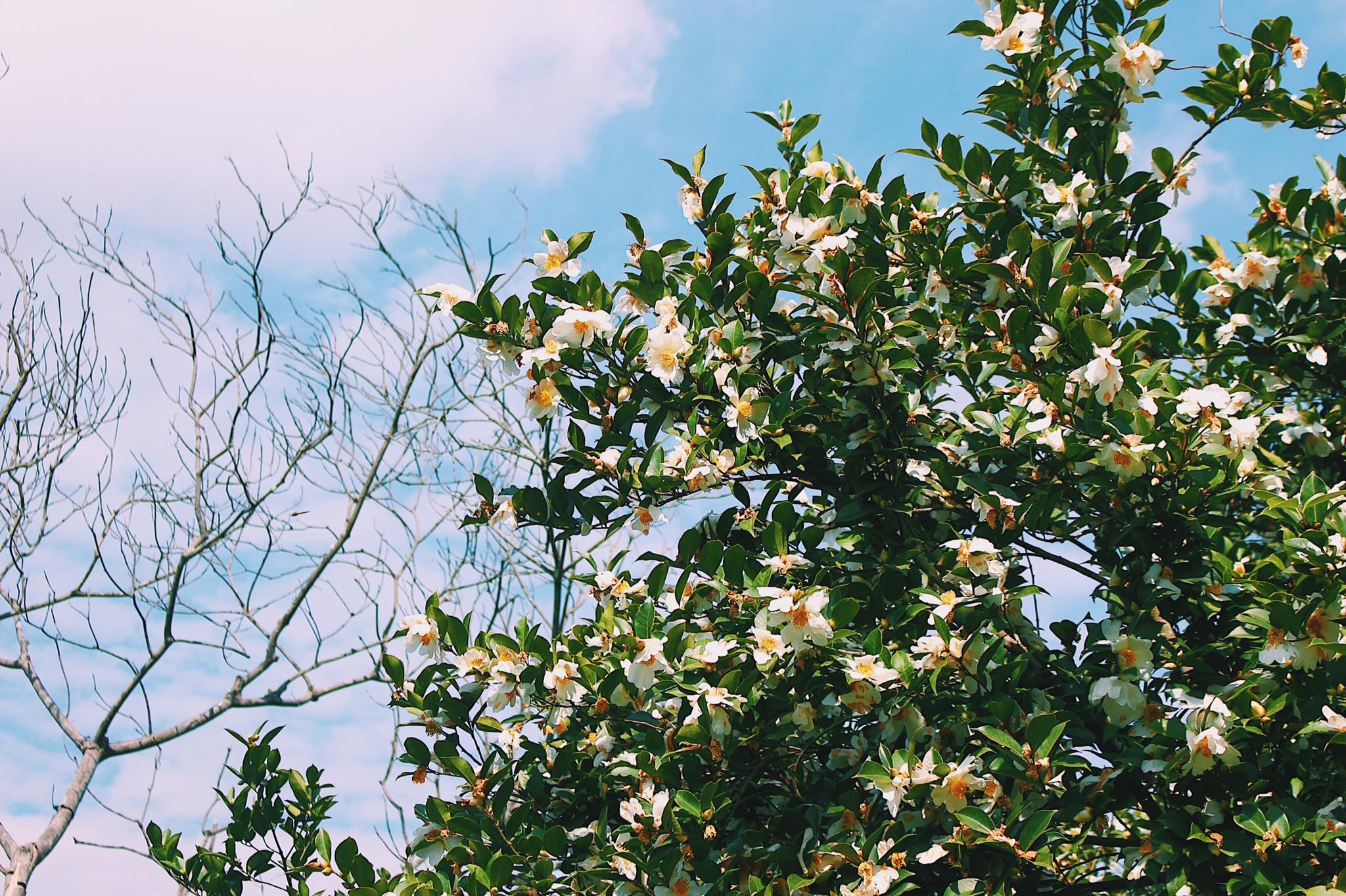 lễ hội ở Quảng Ninh ảnh 3 le hoi o Quang Ninh anh 3