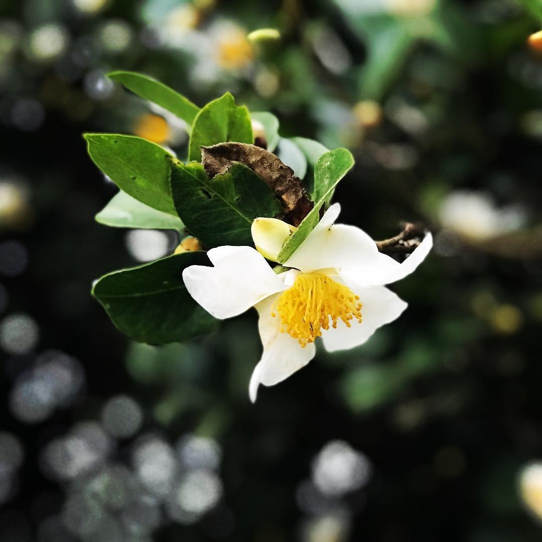 lễ hội ở Quảng Ninh ảnh 2 le hoi o Quang Ninh anh 2