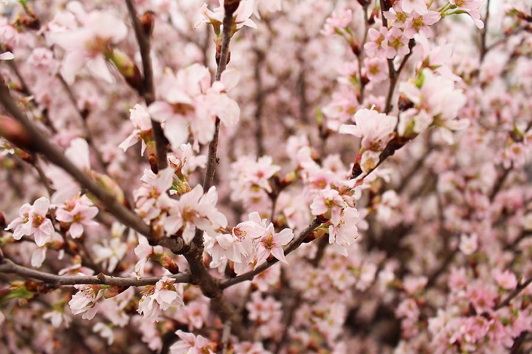 lễ hội ở Quảng Ninh ảnh 8 le hoi o Quang Ninh anh 8