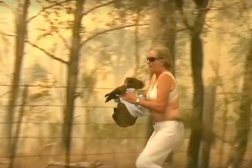 Giai cuu koala ra khoi dam chay o Australia hinh anh