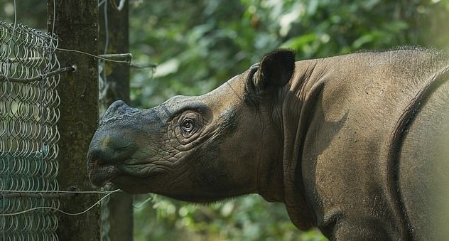 Te giac Sumatra cuoi cung o Malaysia chet anh 1