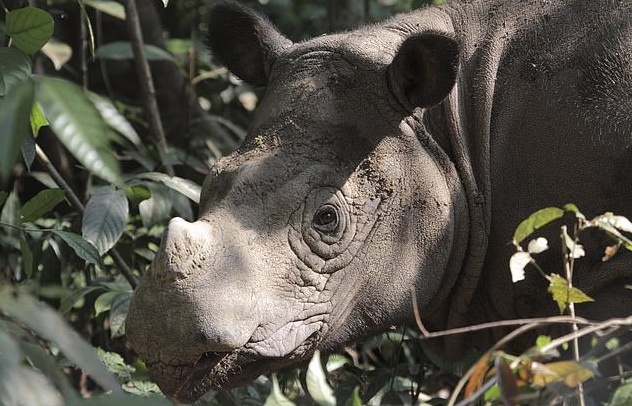 Te giac Sumatra cuoi cung o Malaysia chet anh 2