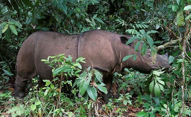 Te giac Sumatra cuoi cung o Malaysia chet anh 3