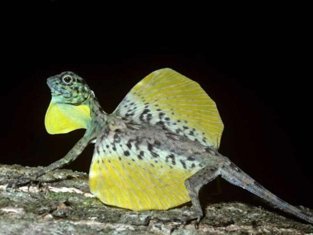 dong vat ky la o Philippines anh 2