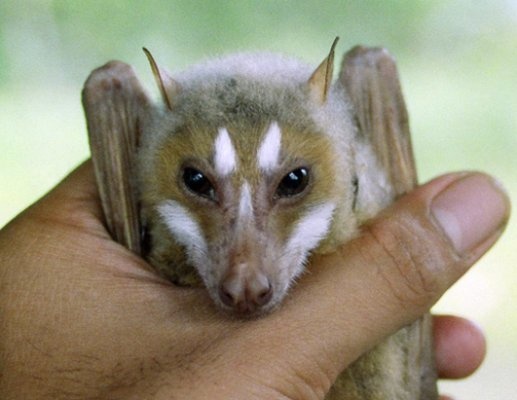 dong vat ky la o Philippines anh 3