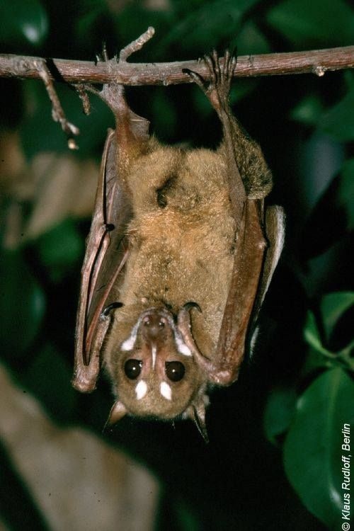 dong vat ky la o Philippines anh 4