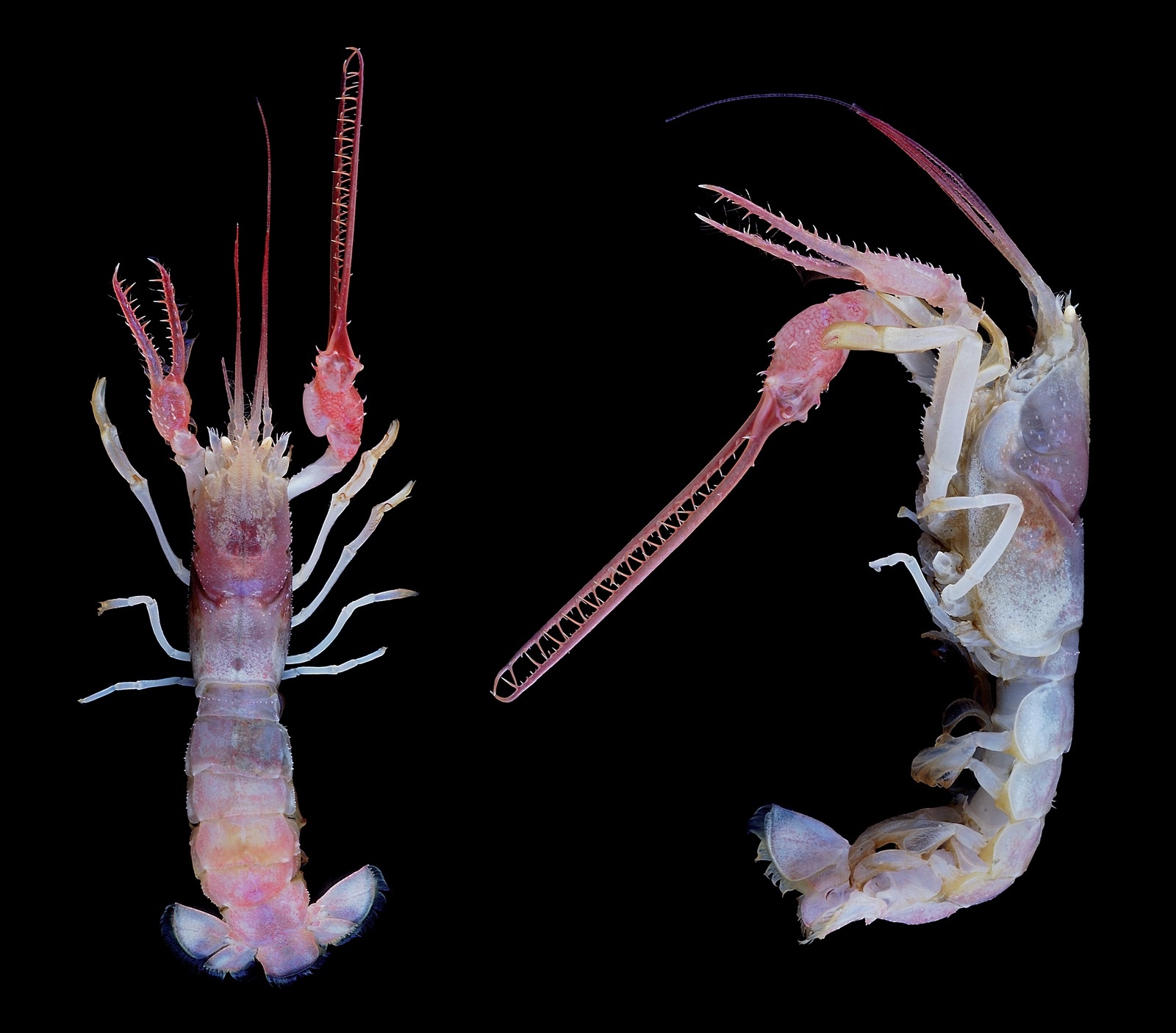 dong vat ky la o Philippines anh 7