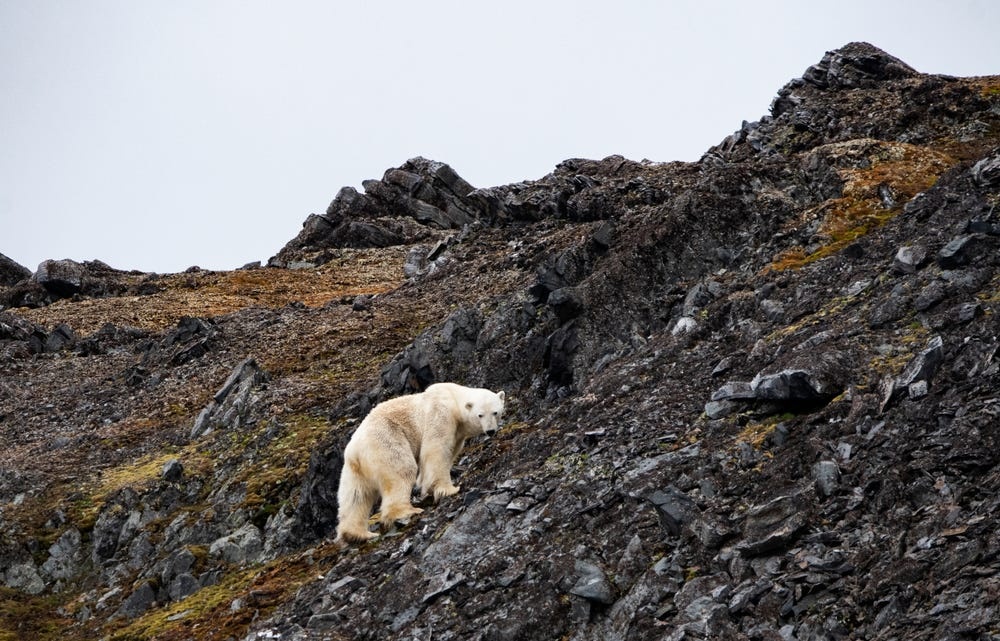 thi tran cuc bac the gioi Longyearbyen anh 13