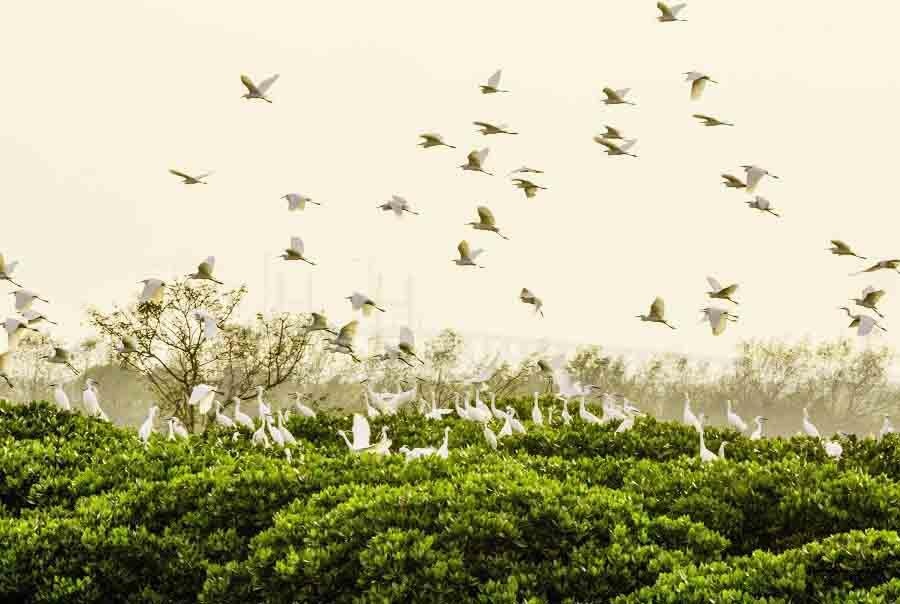 Khu rung ngap man rop canh co bay o Quang Ninh hinh anh