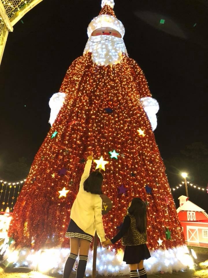 cay thong lap ky luc Viet Nam anh 11