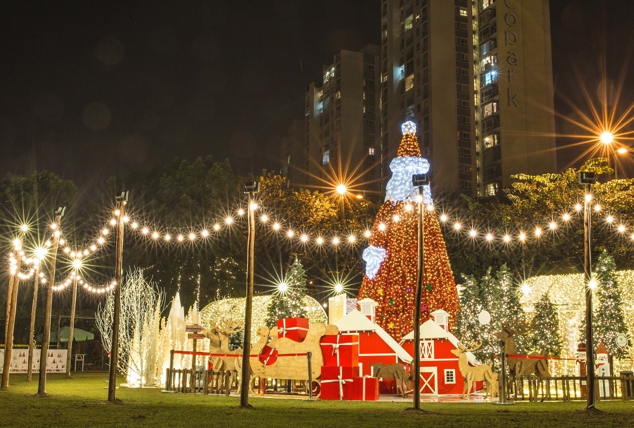 cay thong lap ky luc Viet Nam anh 12