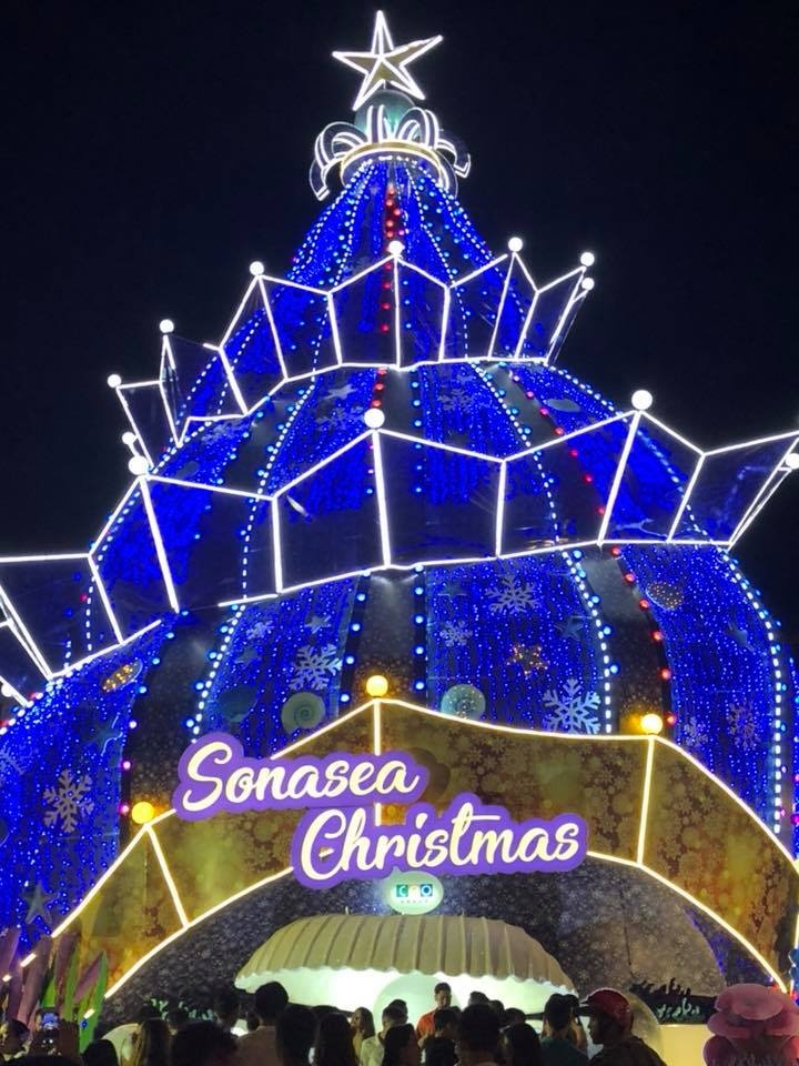 cay thong lap ky luc Viet Nam anh 14