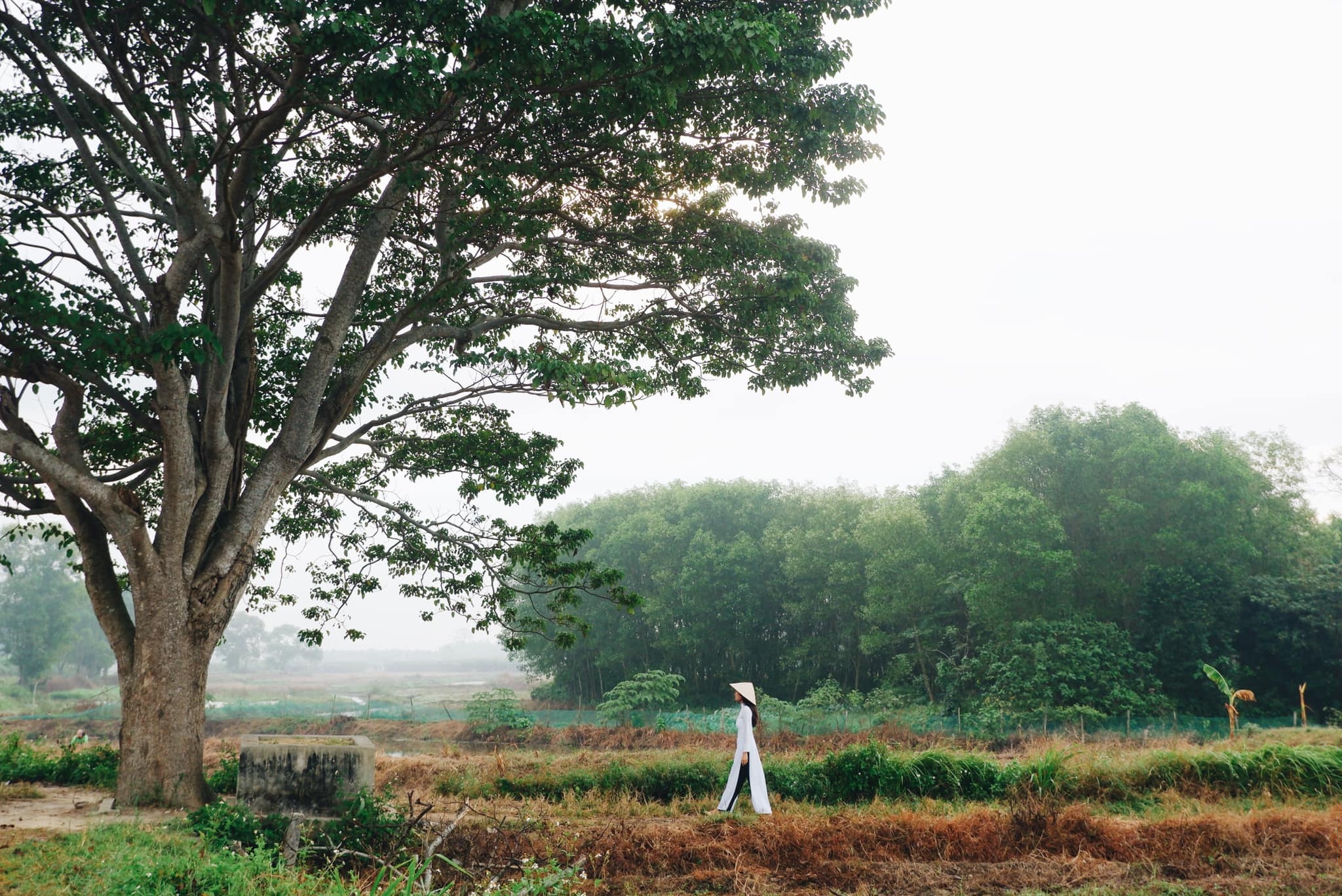 cay co don Mat Biec anh 1