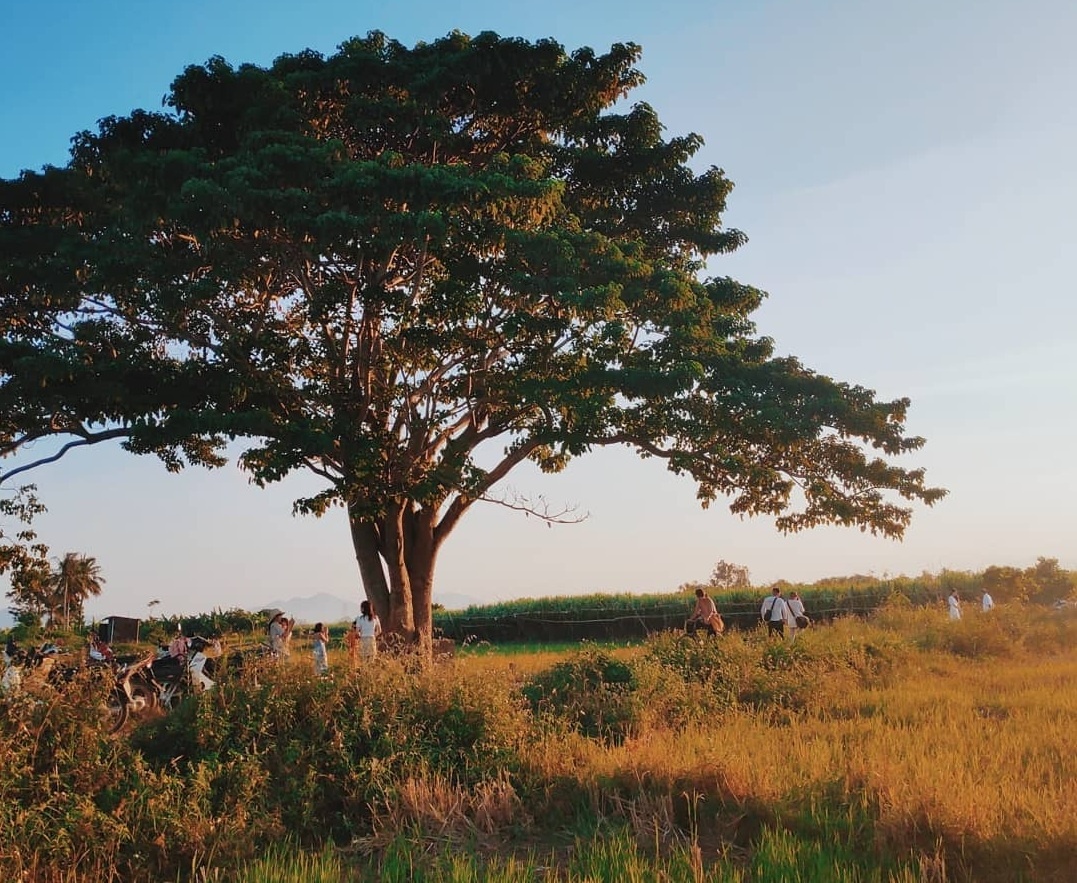 cay co don Mat Biec anh 2