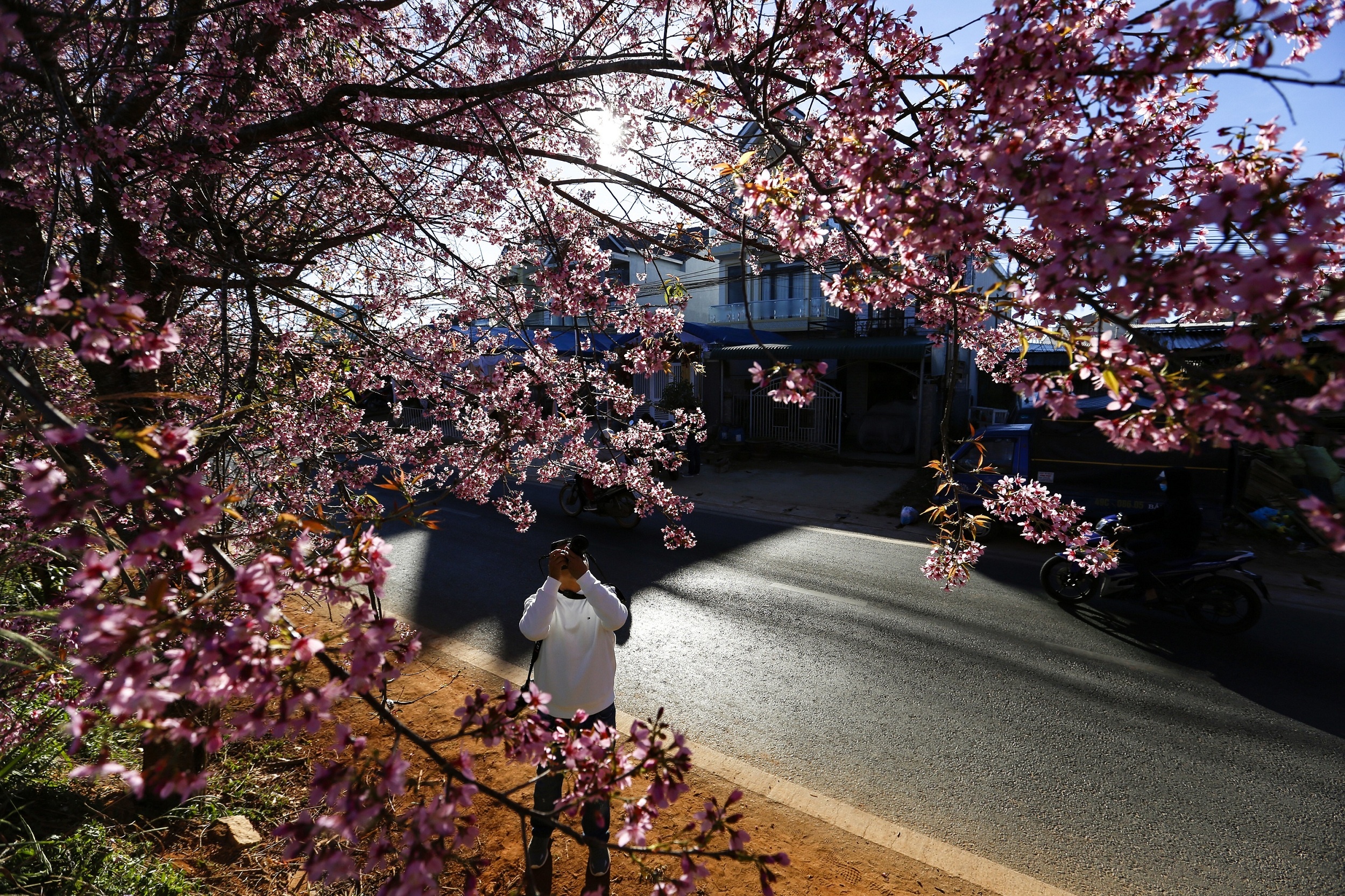 mua hoa mai anh dao anh 1