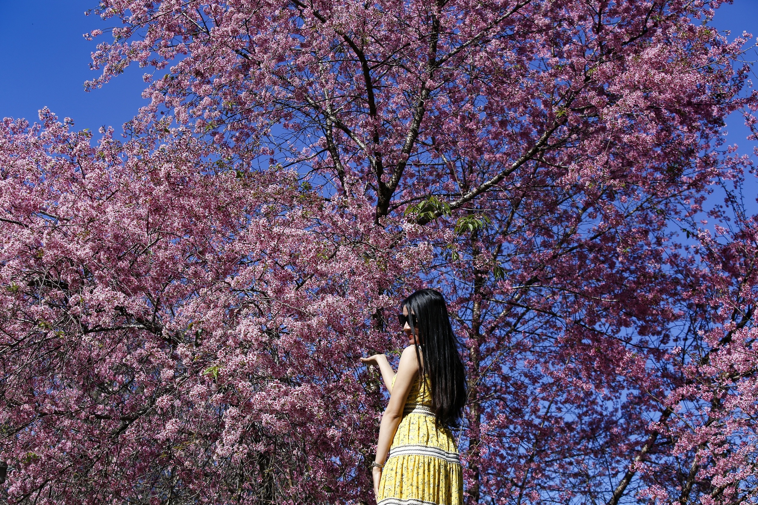 mua hoa mai anh dao anh 3