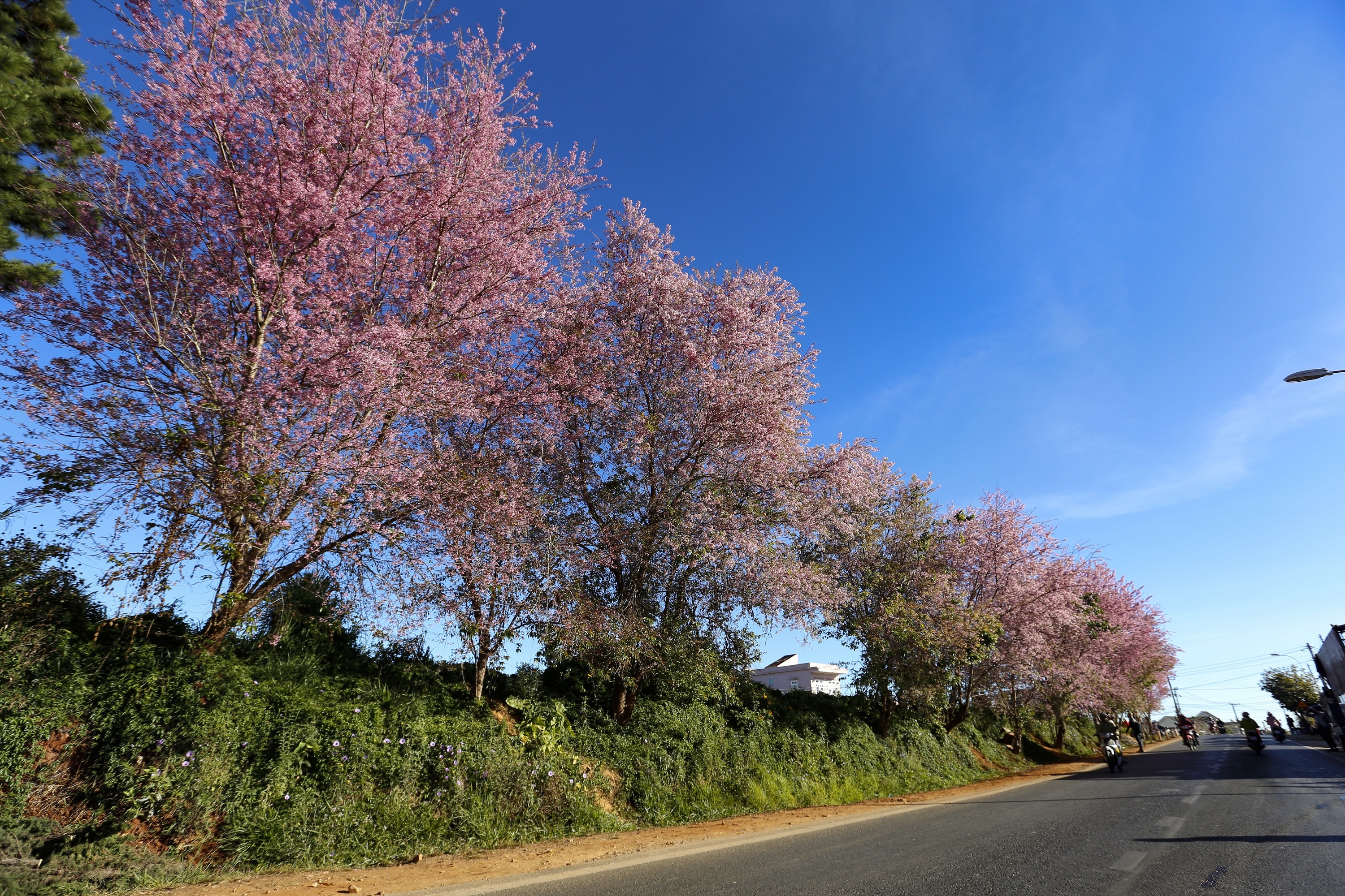 mua hoa mai anh dao anh 4