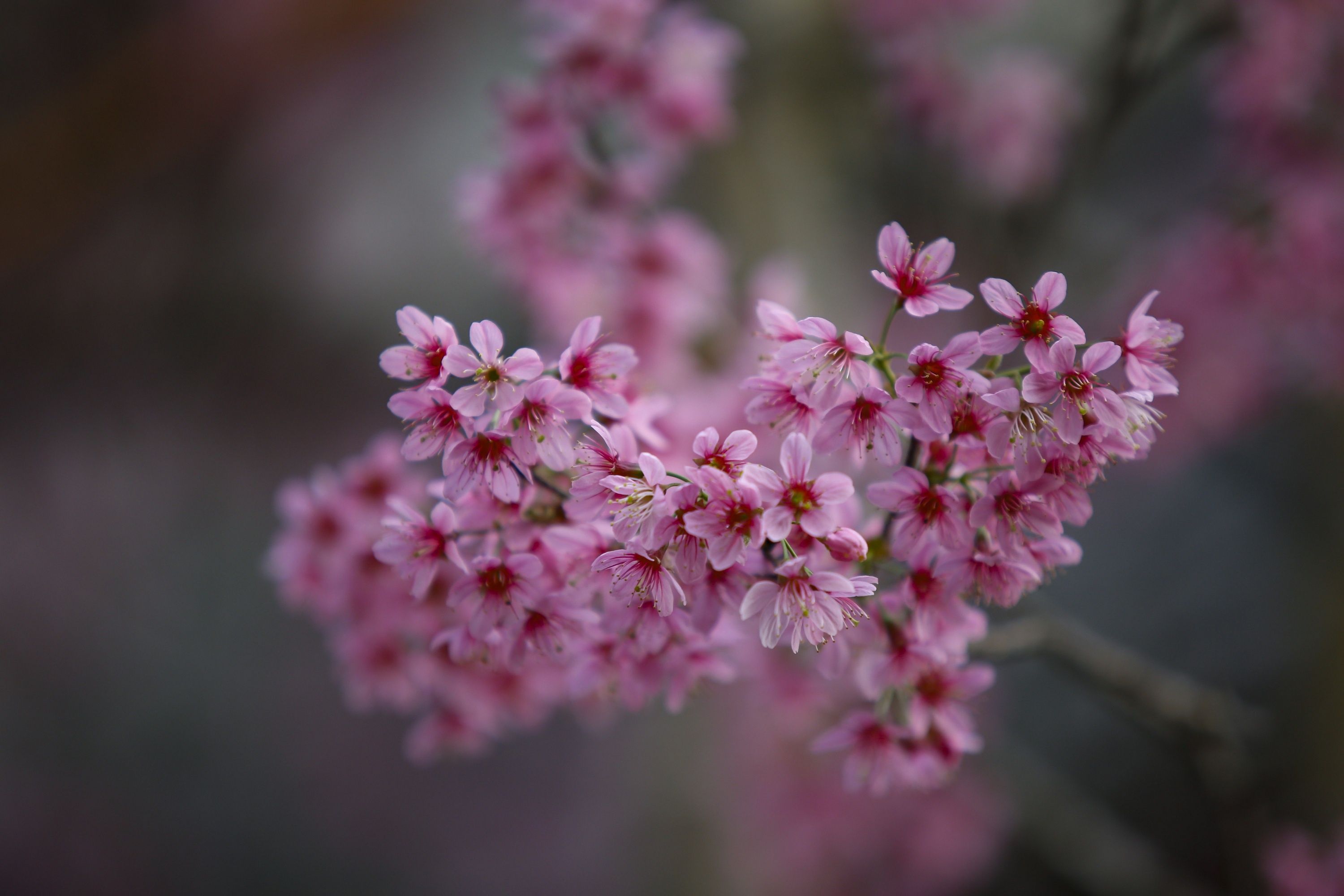 mua hoa mai anh dao anh 2