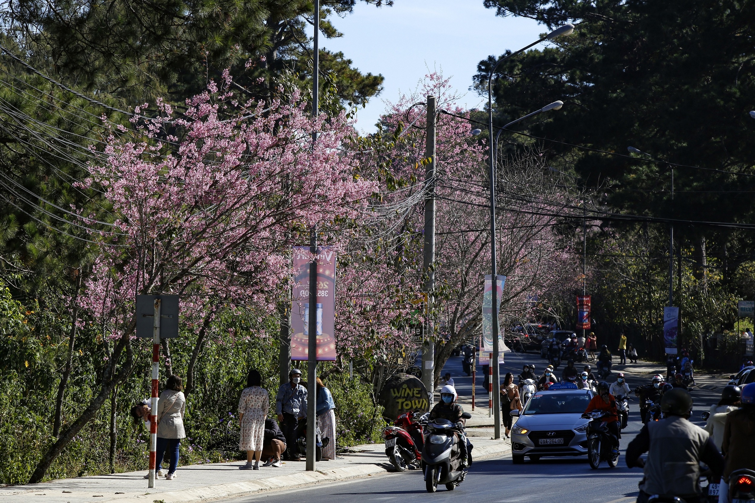 mua hoa mai anh dao anh 5