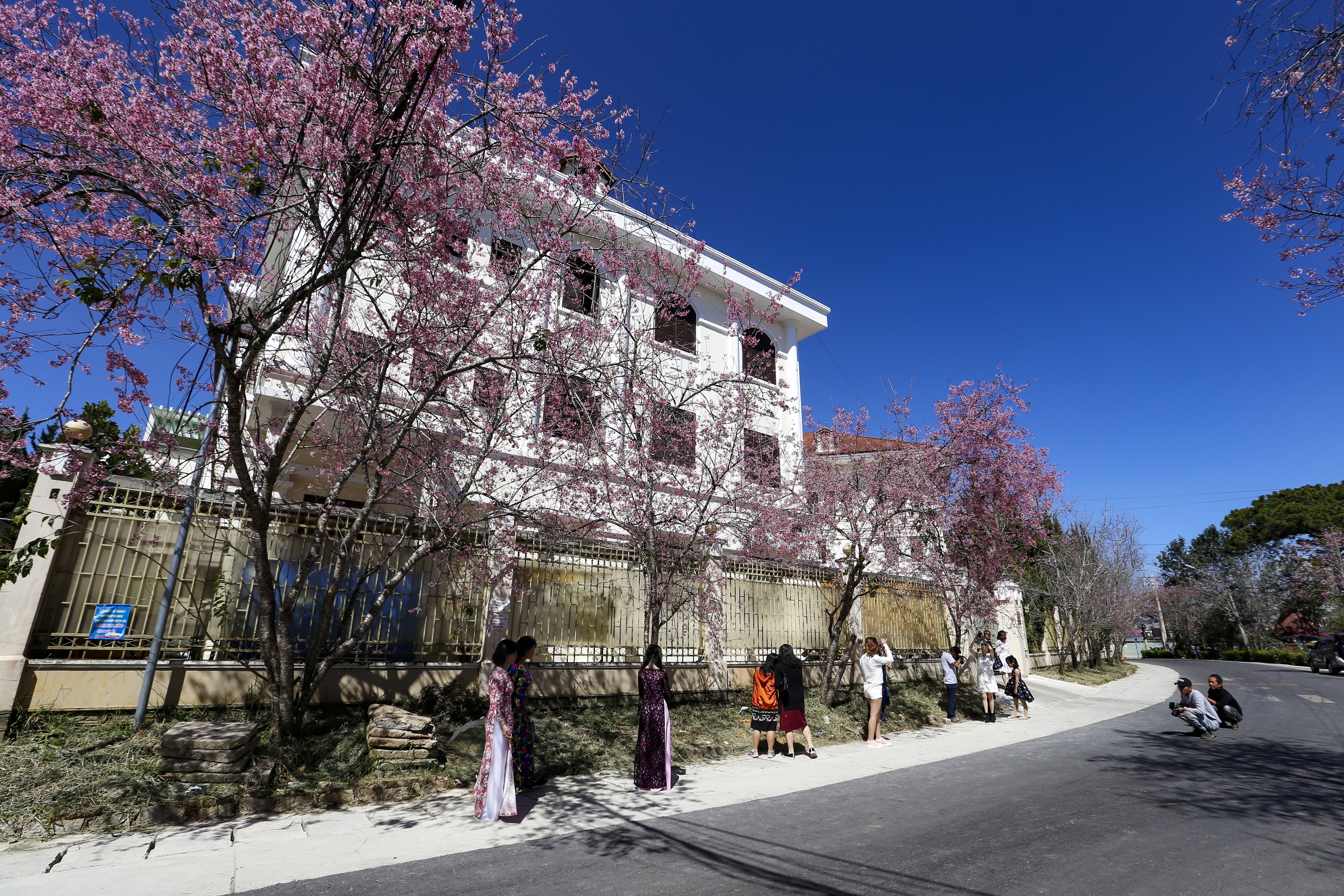 mua hoa mai anh dao anh 6