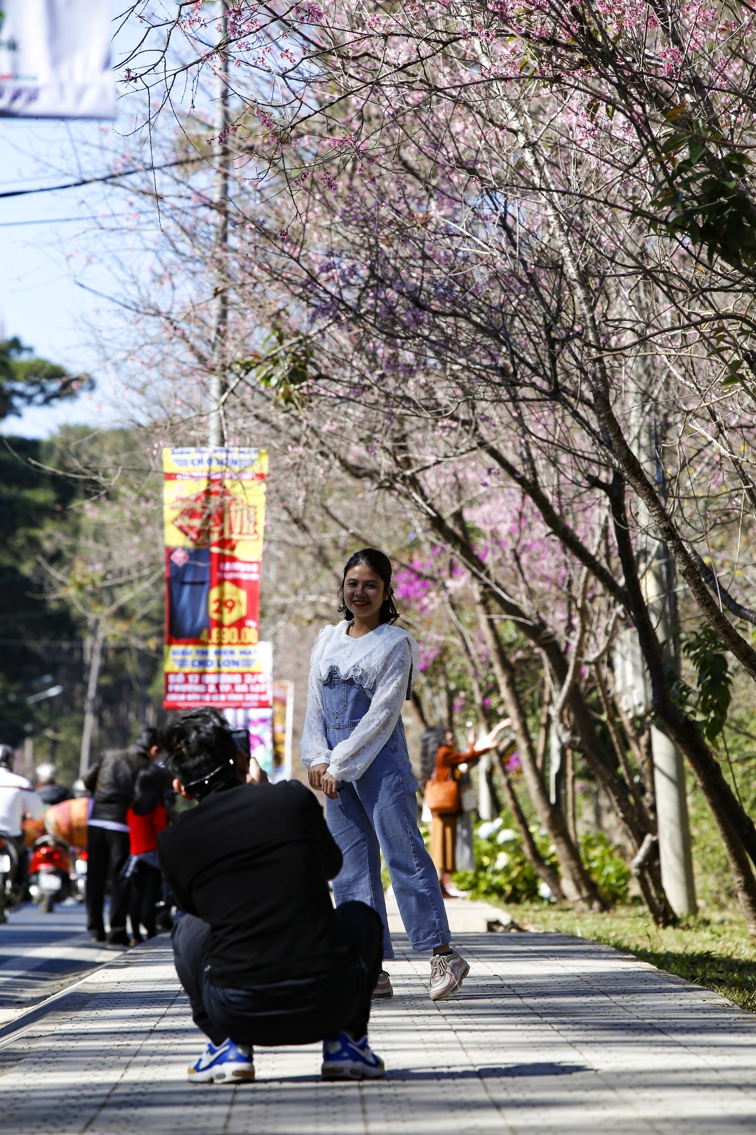 mua hoa mai anh dao anh 7