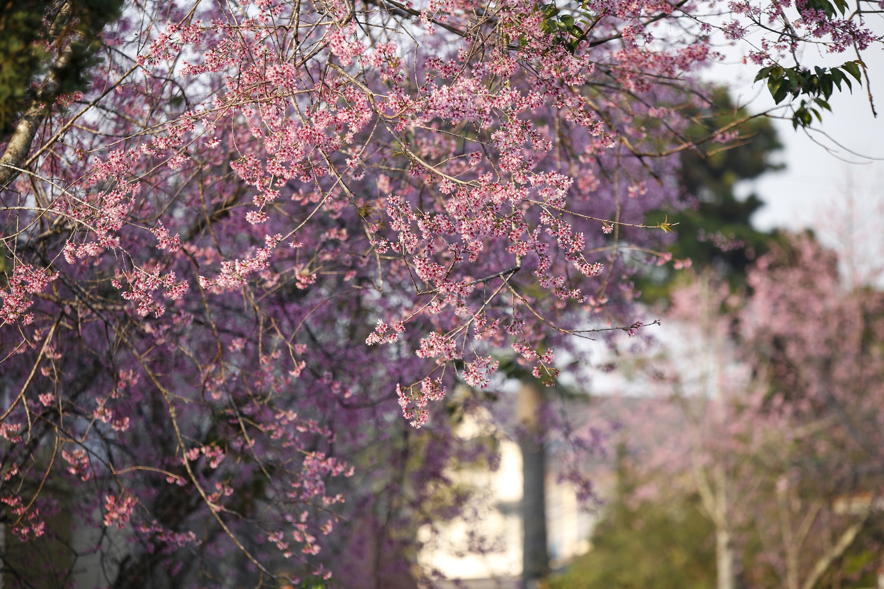 mua hoa mai anh dao anh 8