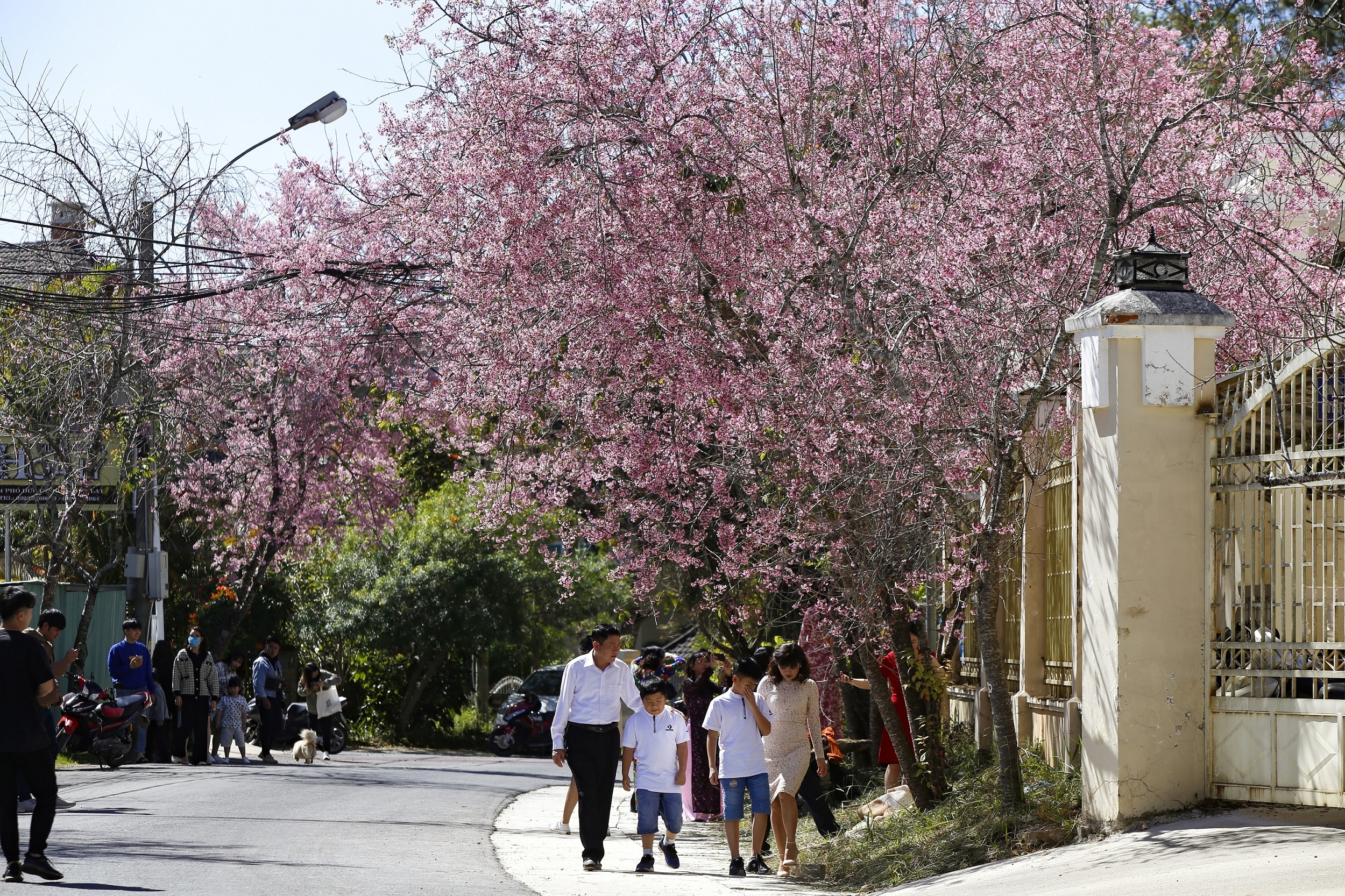mua hoa mai anh dao anh 10