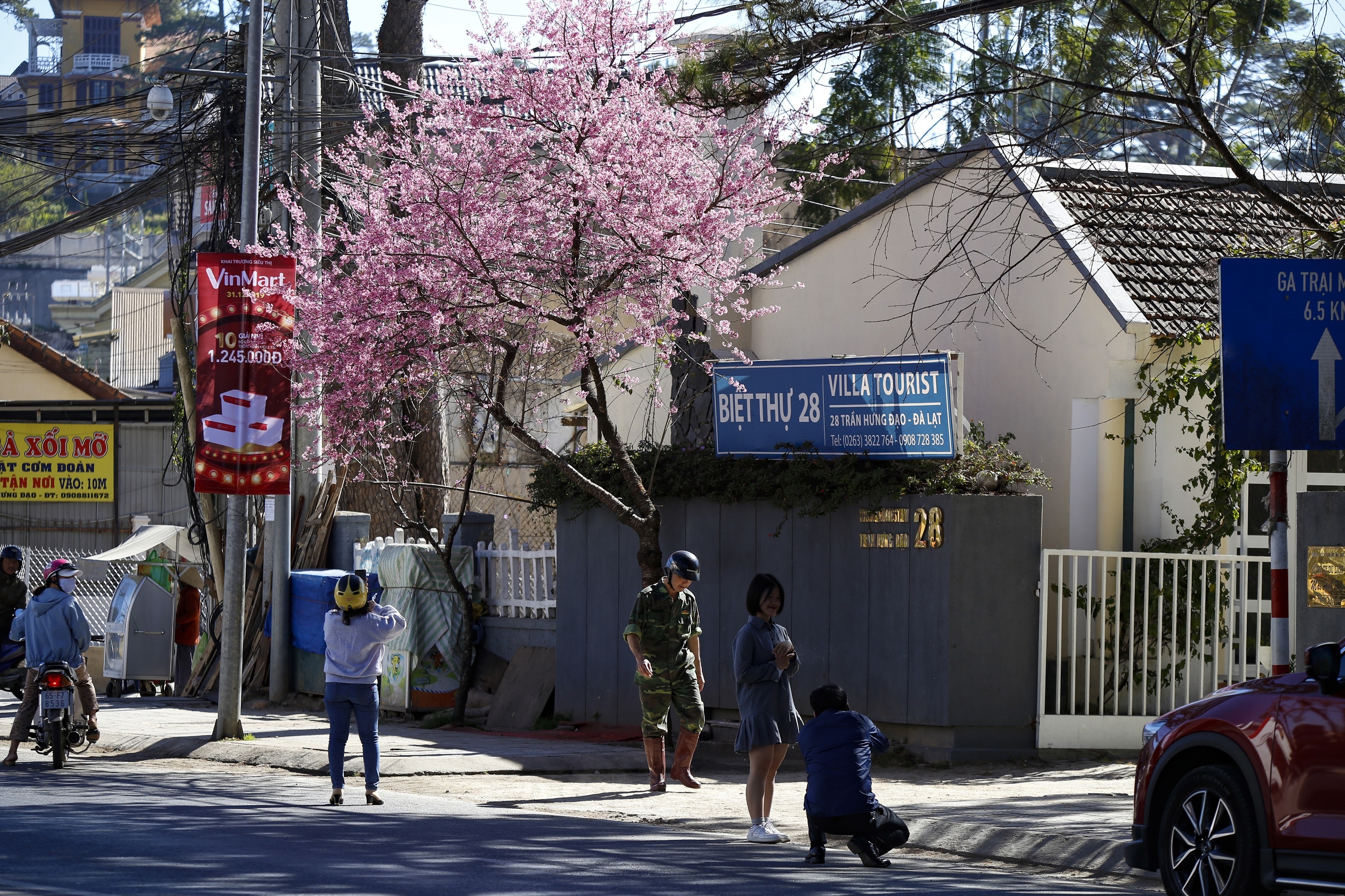 mua hoa mai anh dao anh 11