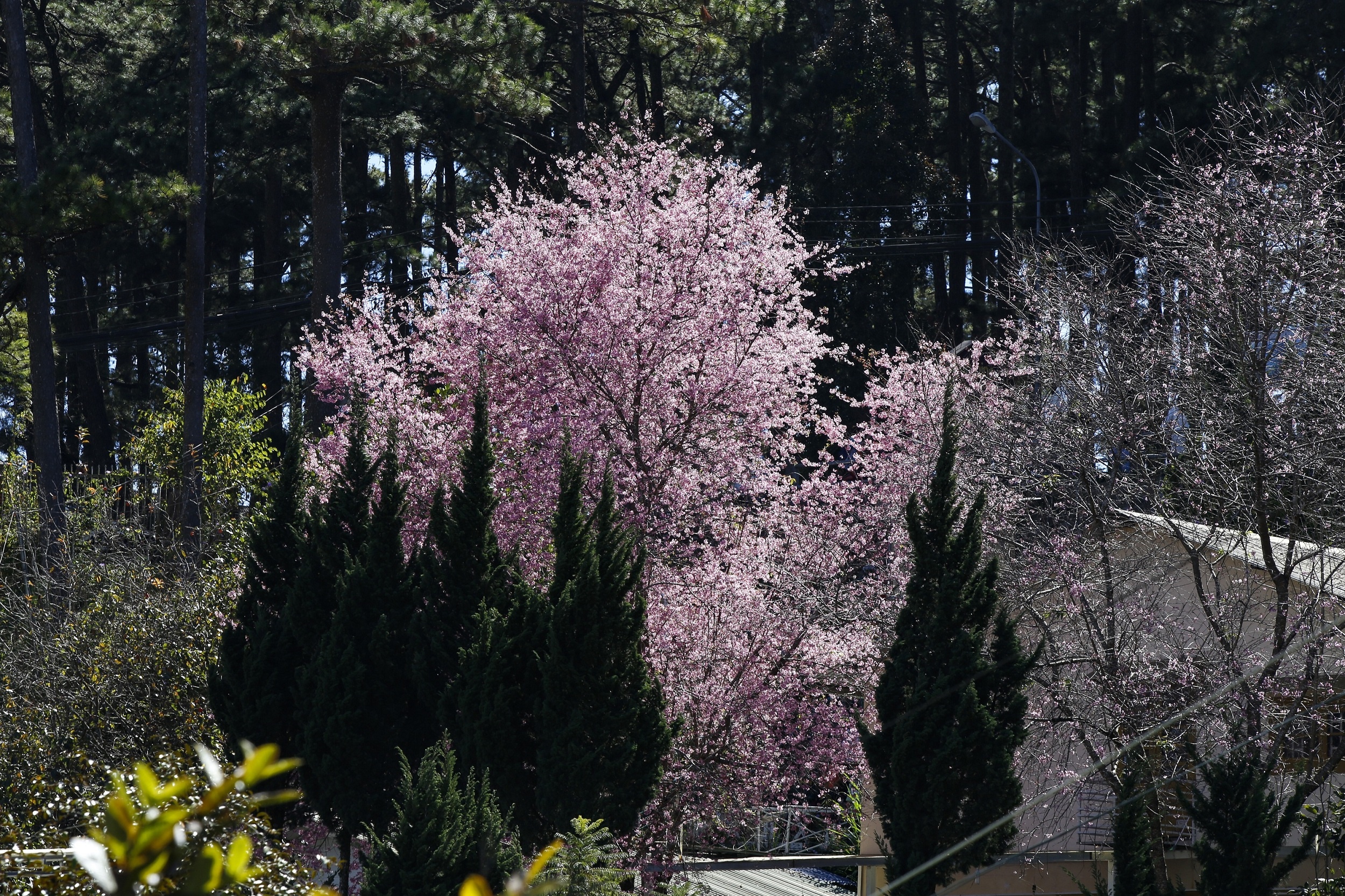 mua hoa mai anh dao anh 14