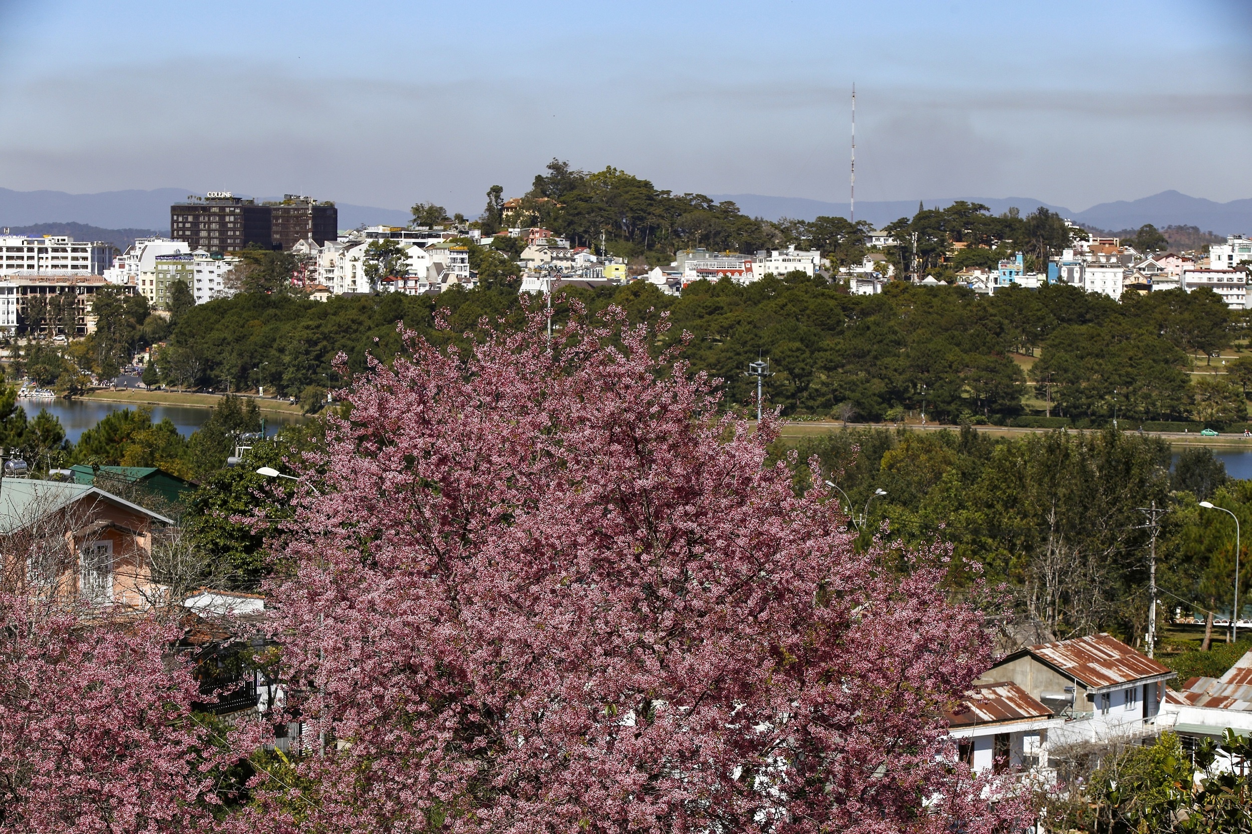 mua hoa mai anh dao anh 13