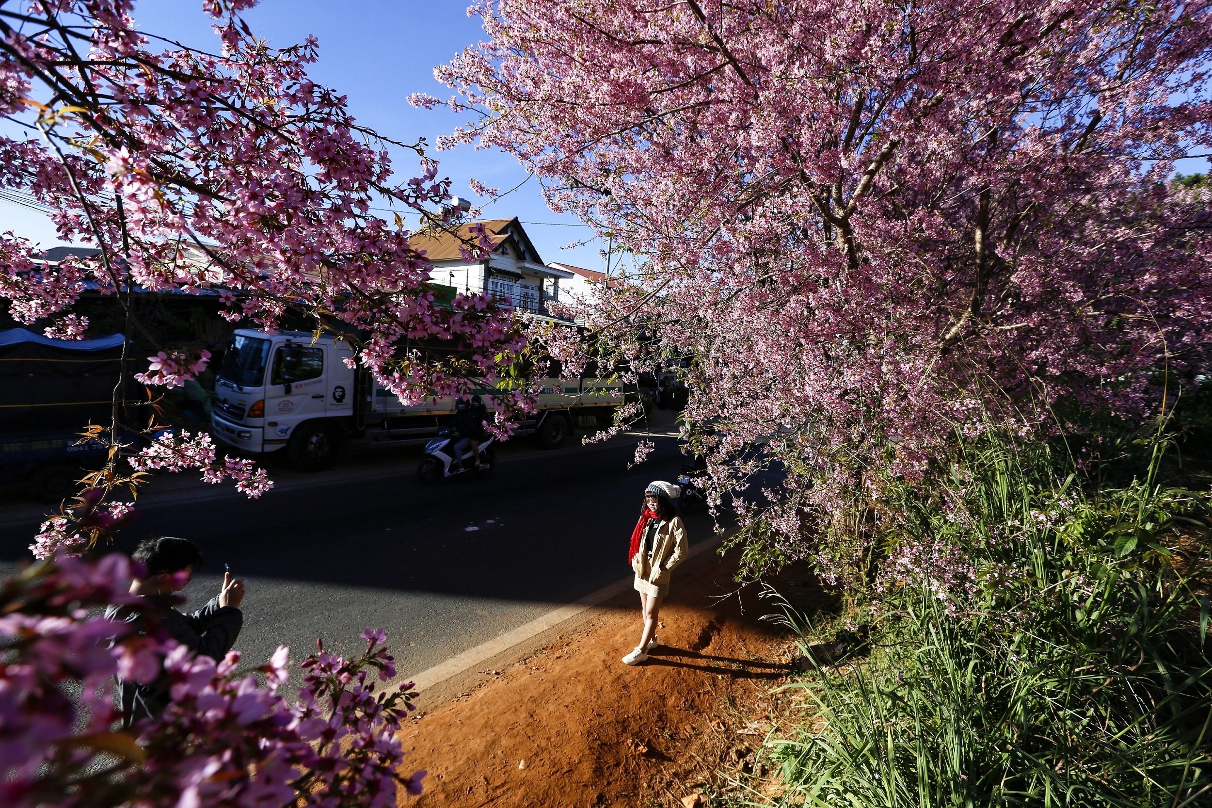 mua hoa mai anh dao anh 15