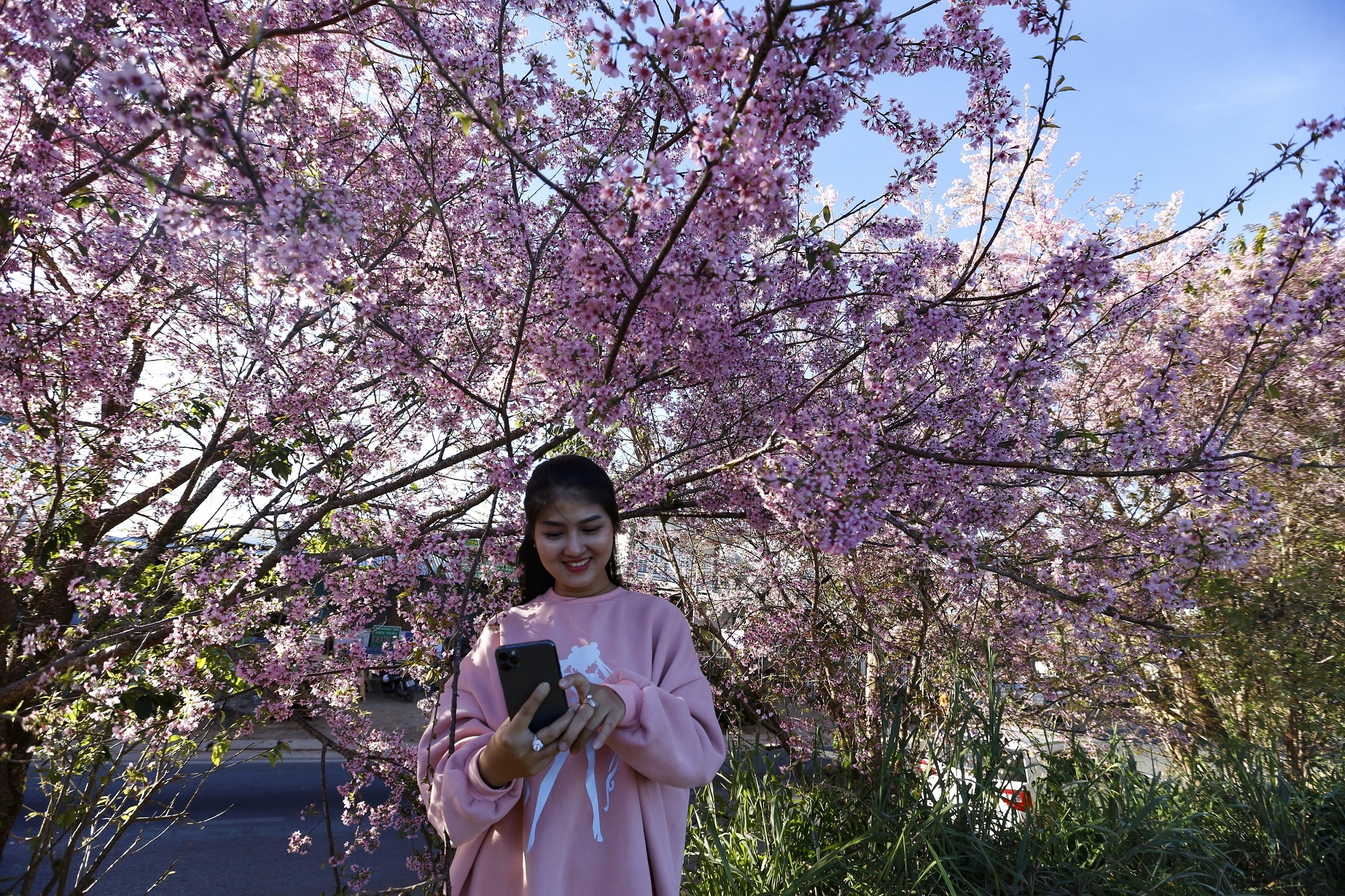 mua hoa mai anh dao anh 18