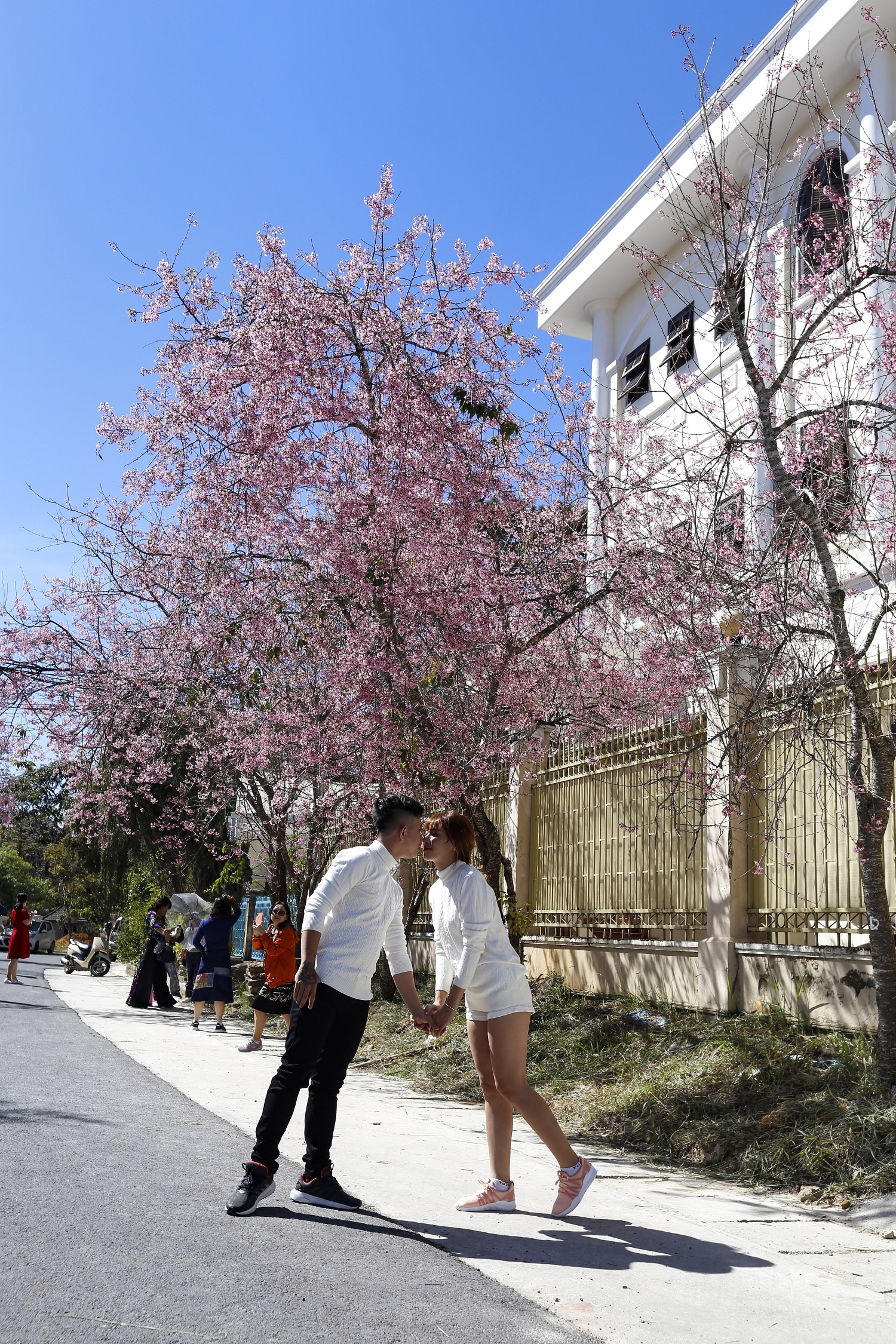 mua hoa mai anh dao anh 16