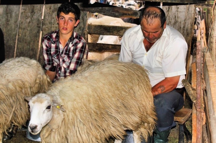 Cach lam pho mai truyen thong cua nguoi chan cuu Romania hinh anh