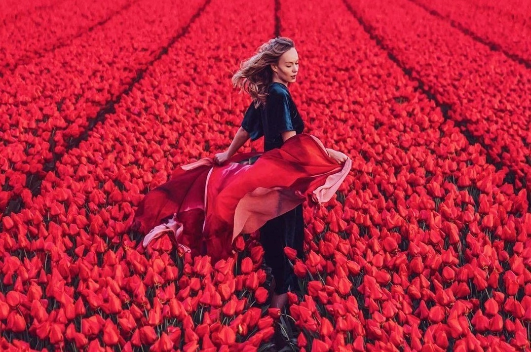Sac mau xuan bung toa tren canh dong hoa tulip Ha Lan hinh anh