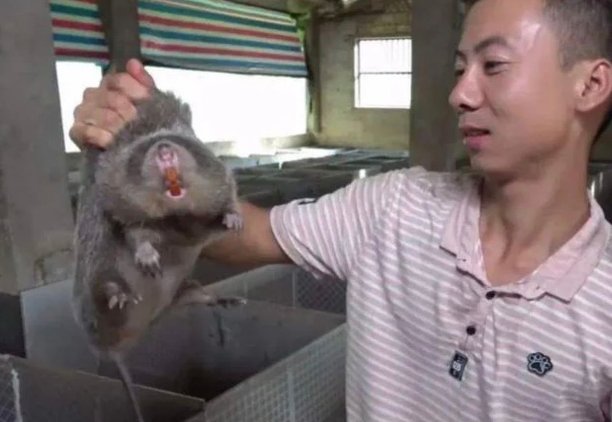 virus corona ảnh 4 virus corona anh 4