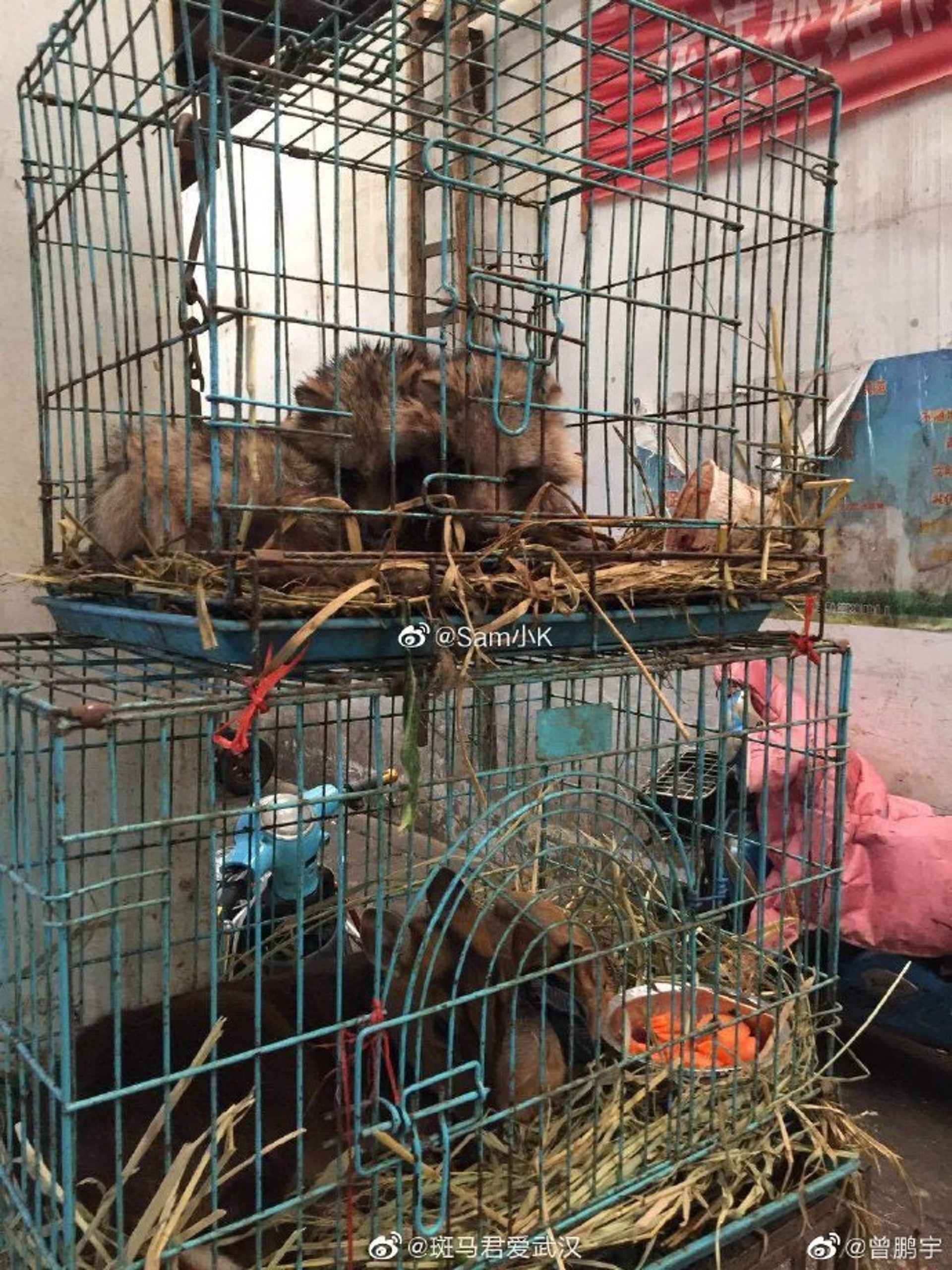 virus corona ảnh 7 virus corona anh 7