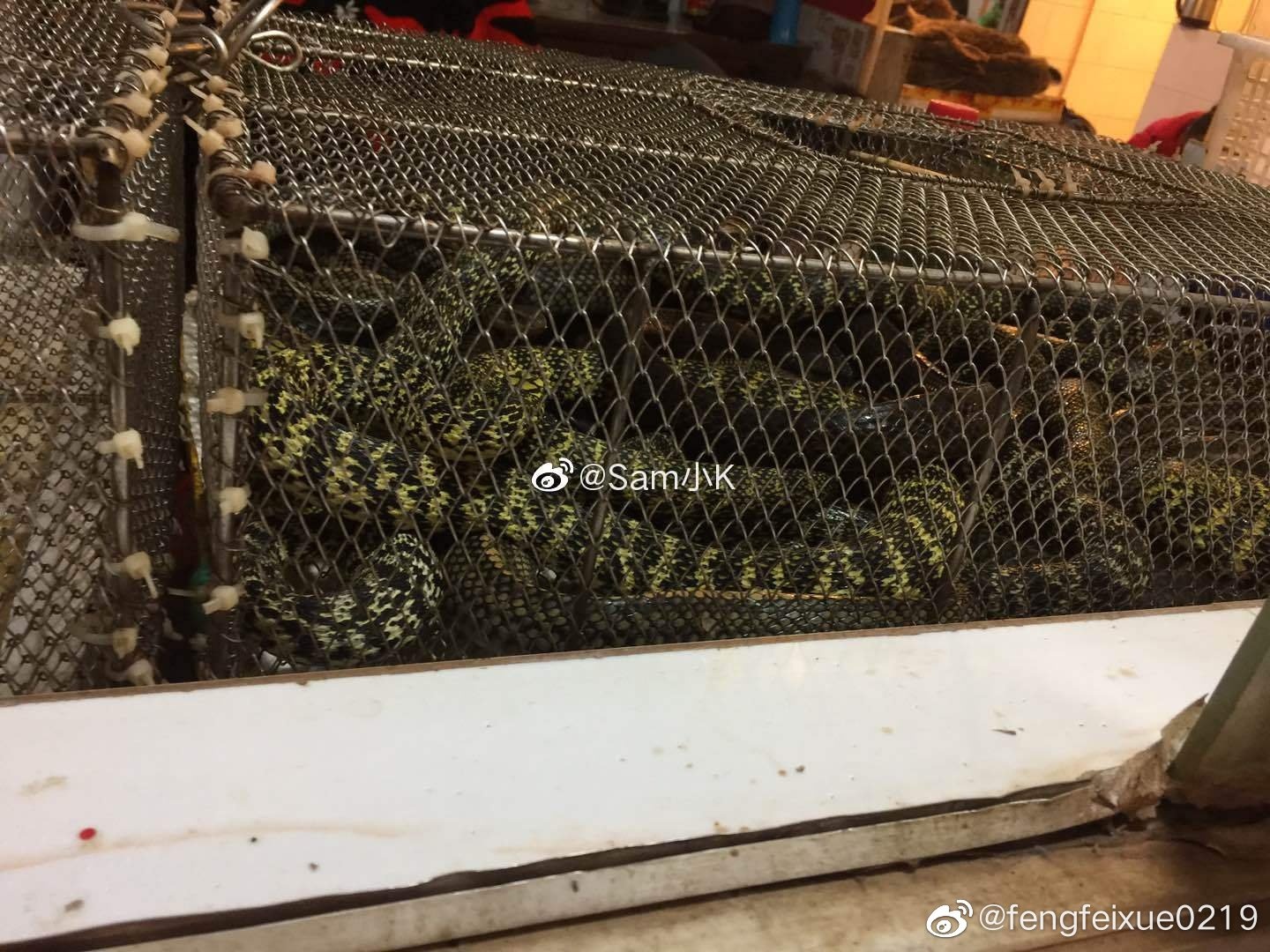 virus corona ảnh 9 virus corona anh 9