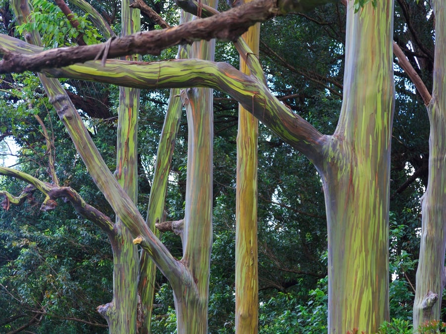 bach dan cau vong anh 7