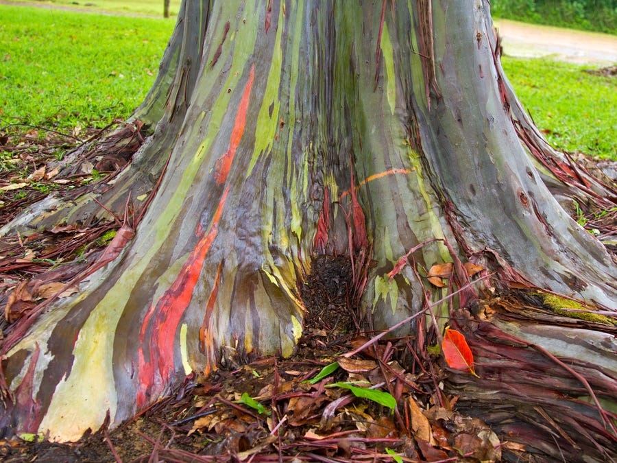 bach dan cau vong anh 2